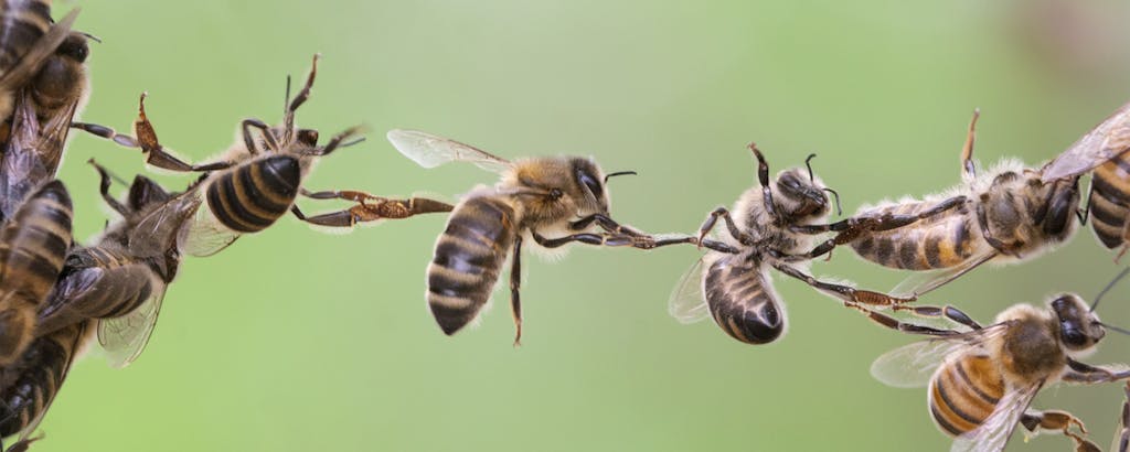 Sächsischer Rechnungshof